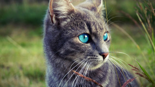 Cat blue eyes standing grass - its face free wallpaper