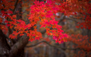 Falling leaves tree red umbrella - the fall season free wallpaper