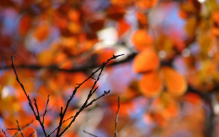 Orange leaves tree bokeh sunset - shallow free wallpaper