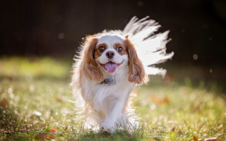 Dog white tail brown face - a white tail free wallpaper