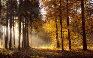 Forest autumn leaves sunbeam trail - yellow leaf free wallpaper