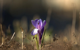 Purple flower grass sunlight macro - a purple flower free wallpaper
