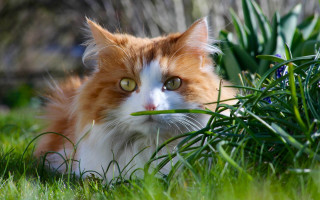 Cat grass impressionism green eye - its mouth free wallpaper