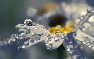 Flower water droplets macro bokeh 6 - petal free wallpaper for desktop
