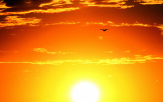 Bird sky sunset flying fire - sunrise time free wallpaper for desktop