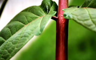 Green leaf red stem macro - a green leaf free wallpaper