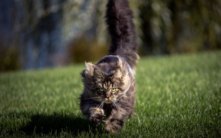 Cat greenfield forest blurry motion - a lush green field next free wallpaper