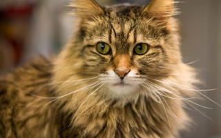 Cat green eyes serious table - renaissance free wallpaper