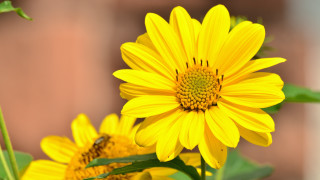 Yellow flower bee macro shallow - a bee free wallpaper