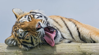 Tiger fence open mouth tongue - a wooden fence free wallpaper