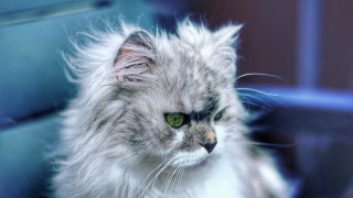 Fluffy cat green eyes blue - green eye free wallpaper