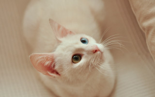White kitten blue eyes curious - curious free wallpaper