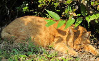 Cat lying grass bush leaves - near free wallpaper for desktop