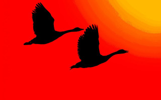 Birds sunset flying red sky - sunrise time free wallpaper