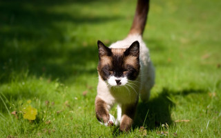 Cat green field yarn blurry - a lush green field of grass next free wallpaper