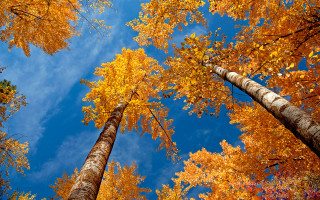 Tall trees autumn leaves blue - tall tree free wallpaper