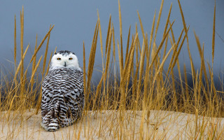 Snowy owl sitting dune blue - sandy free wallpaper
