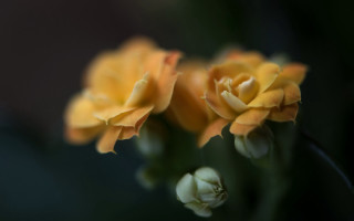 Yellow flower macro shallow depth 2 - a blurry background of the flowers free wallpaper