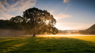 Tree sunshine fog lake mountain - the air behind free wallpaper