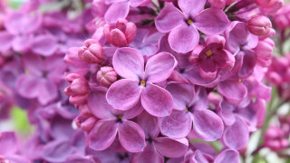 Purple flower closeup macro blurry 3 - david budd free wallpaper
