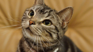 Curious cat tan background white - a curious look free wallpaper