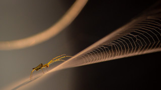 Yellow insect wire tail arabesque - thin free wallpaper