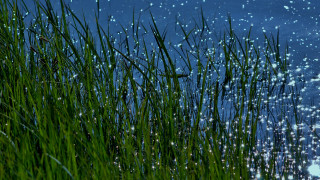 Grassy water bubbles blue sky - a grassy area free wallpaper