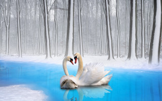 Swans pond woods snow magic - winter free wallpaper