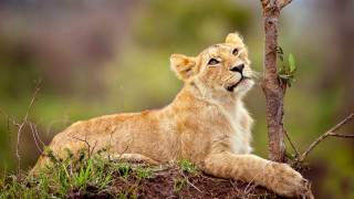 Lion cub sitting tree sky - its mouth free wallpaper