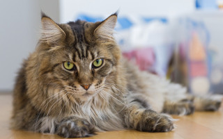 Regal cat on wooden floor 3 - regal free wallpaper