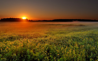 Sunset foggy field yellow flowers - the air above free wallpaper