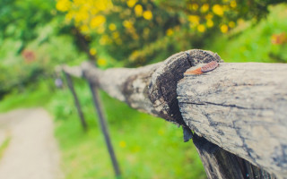 Wooden fence tree path christmas - a wooden fence free wallpaper