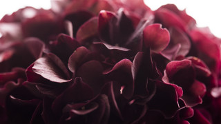 Flowers closeup shallowdepth florrianne becker - a close up of a bunch free wallpaper