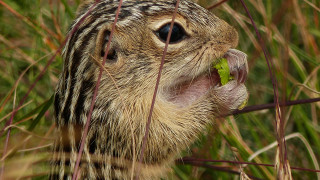 Small animal eating leaf bamboo - chippy free wallpaper