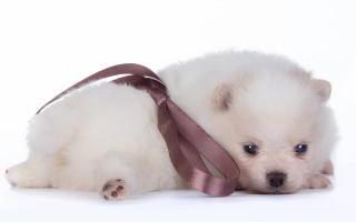 Small white dog tie white - a tie free wallpaper