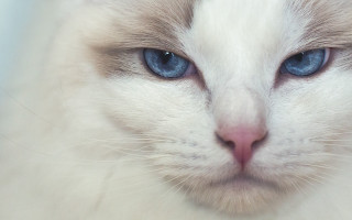 White cat blue eyes closeup - a white cat free wallpaper