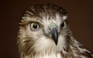 Bird white head neck black - sharp focus free wallpaper