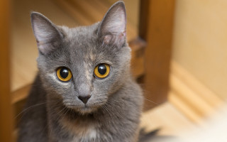 Gray cat curious yellow eyes - a gray cat free wallpaper