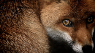 Fox blue eye closeup macro - a blue eye free wallpaper for desktop