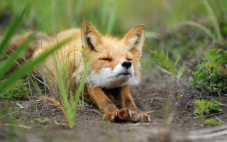 Small fox grass outdoors nature - closed free wallpaper