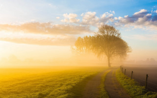 Foggy sky tree fence hill - a foggy sky in the background free wallpaper