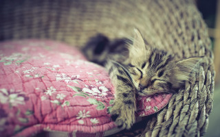 Kitten pinkpillow flowerpillow spring blur - pillow free wallpaper