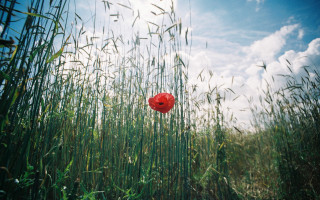 Red poppy field blue sky - tall grass free wallpaper