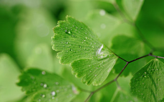 Green leaf water drops bokeh 6 - a few leaf free wallpaper