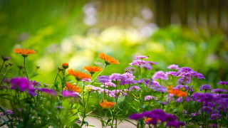 Garden purple orange flowers wooden - impressionist free wallpaper