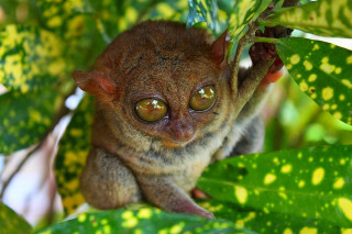 Small animal big eyes tree - edge free wallpaper