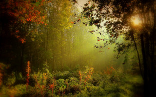 Forest autumn leaves sunbeam matte - a matte painting free wallpaper for desktop