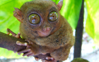 Small animal big eyes tree 2 - a green leaf in the foreground free wallpaper