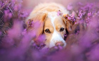 Dog purple flower field photorealistic - elke vogelsang free wallpaper