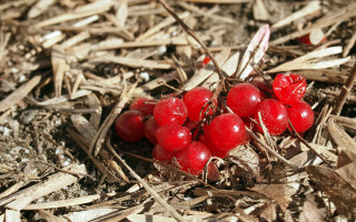 Cherries forest ground ecological art - boetius adamsz bolswert free wallpaper